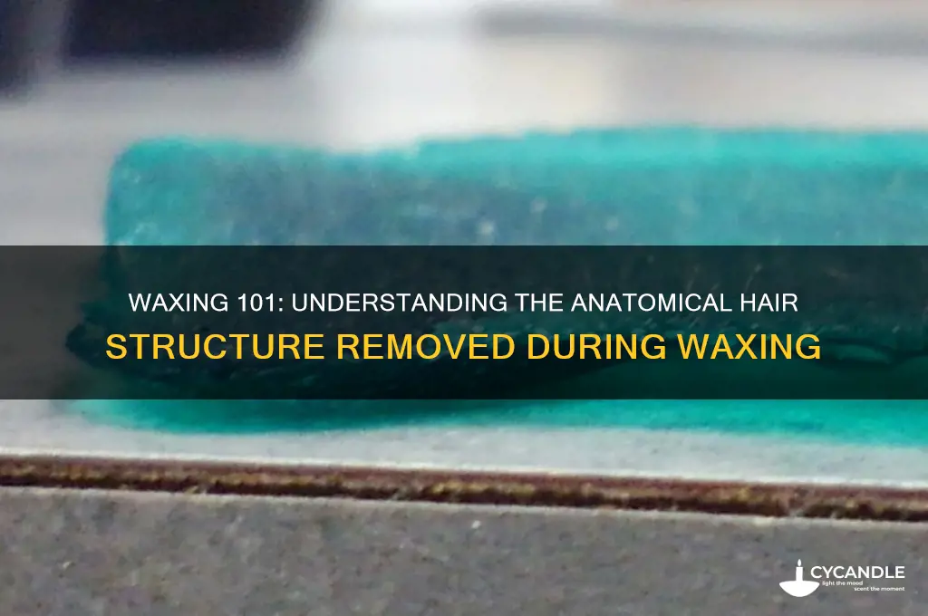 what part of the anatomical hair is removed with waxing
