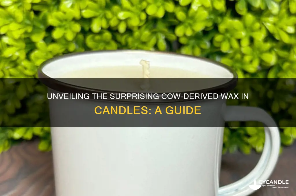 what part of the cow does candles come from