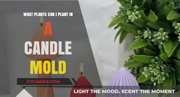 Creative Candle Mold Gardening: Plants to Grow in Unique Shapes
