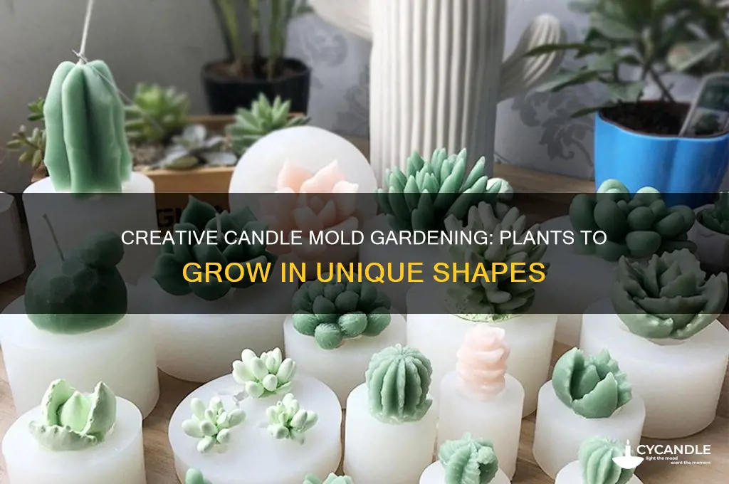 what plants can i plant in a candle mold