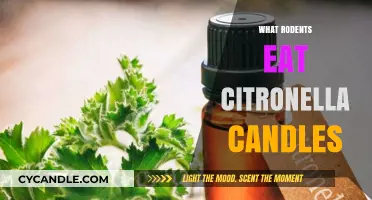 Do Rodents Eat Citronella Candles? Uncovering the Truth