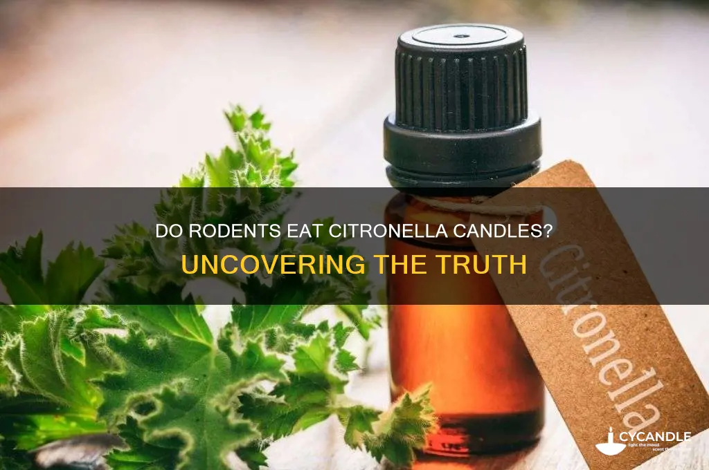 what rodents eat citronella candles