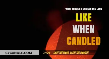 Candling Chicken Eggs: What to Look for Inside the Shell