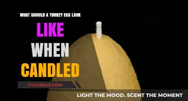 Candling Turkey Eggs: What to Expect and Look For