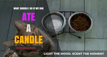 Dog Ate a Candle? Immediate Steps to Ensure Your Pet's Safety