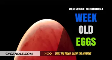 Candling 3-Week-Old Eggs: What to Expect and Look For