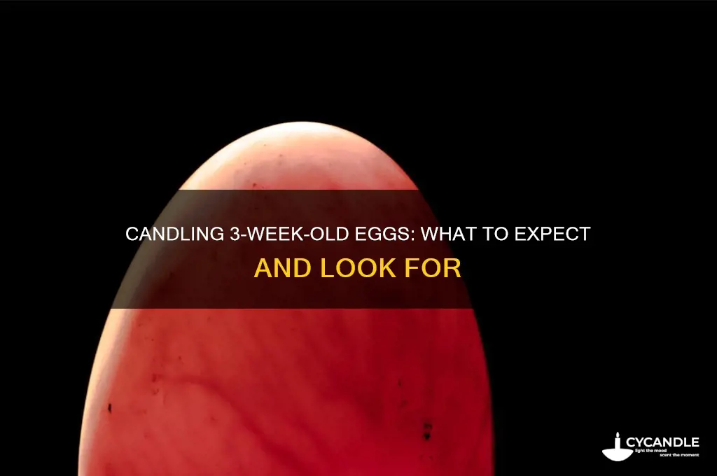 what should i see candling 3 week old eggs