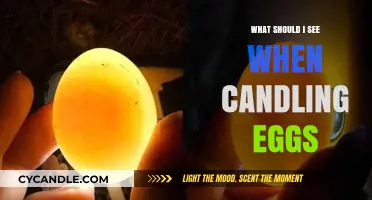 Candling Eggs 101: Key Signs to Look for Inside the Shell