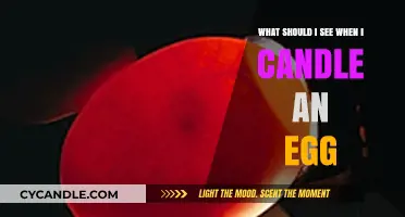 Candling Eggs 101: What to Look for Inside the Shell