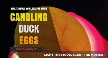 Candling Duck Eggs: Key Signs to Spot for Healthy Hatchlings