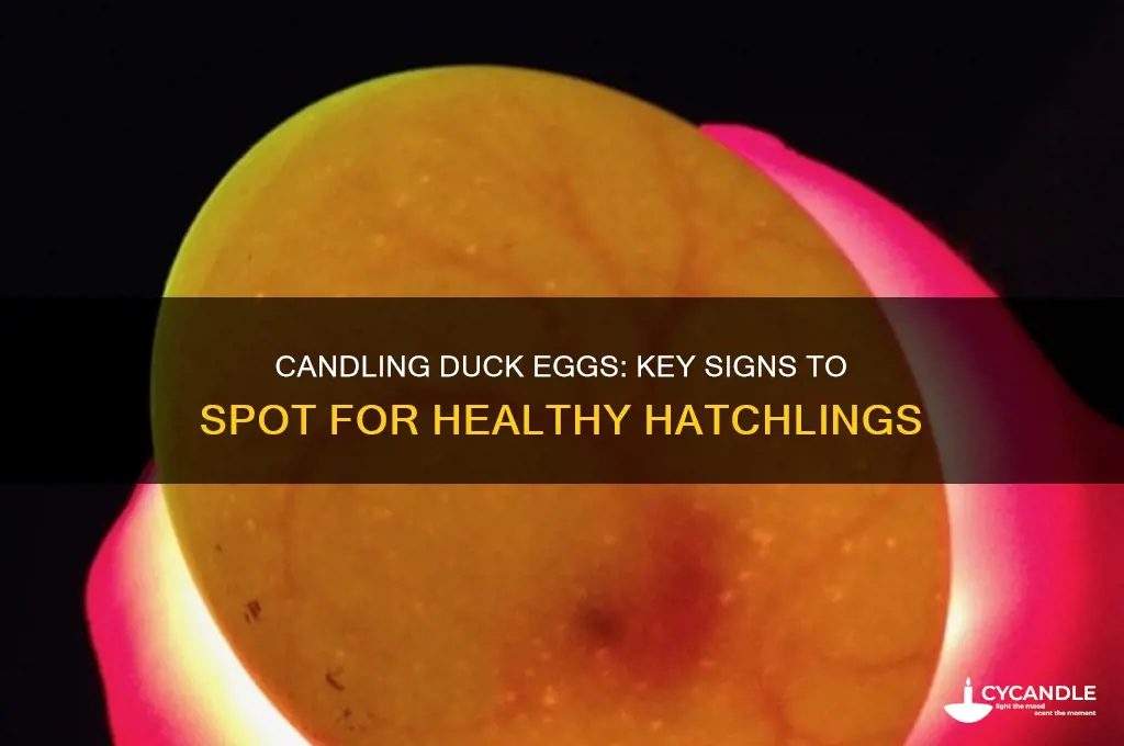 what should you look for when candling duck eggs