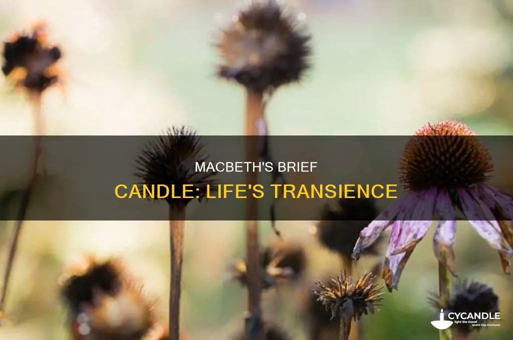 what specifically is the brief candle in macbeth