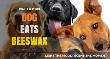 Dog Ate Beeswax? Quick Steps to Ensure Your Pet's Safety