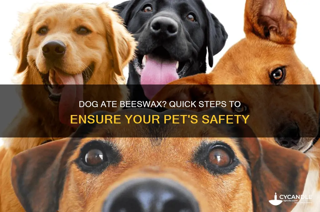 what to do if your dog eats beeswax