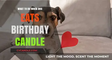 Dog Ate a Birthday Candle? Here's What to Do