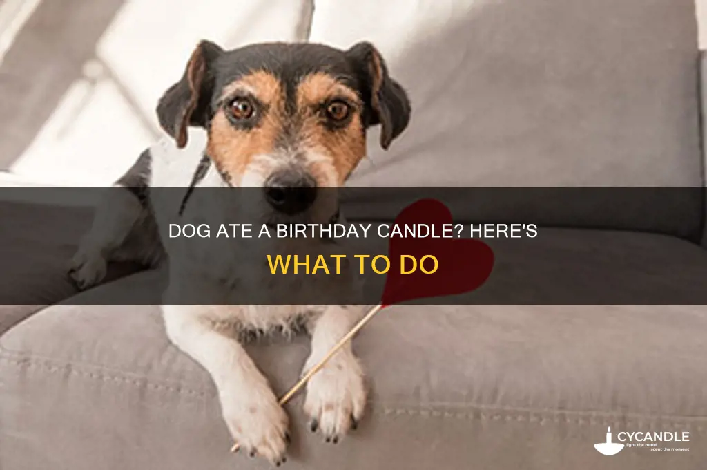 what to do when dog eats birthday candle