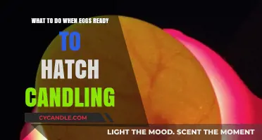 Preparing for Hatch Day: Candling Eggs for Success