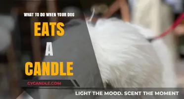 How to Act When Your Dog Eats a Candle