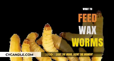 The Ultimate Guide to Feeding Wax Worms: Tips and Tricks