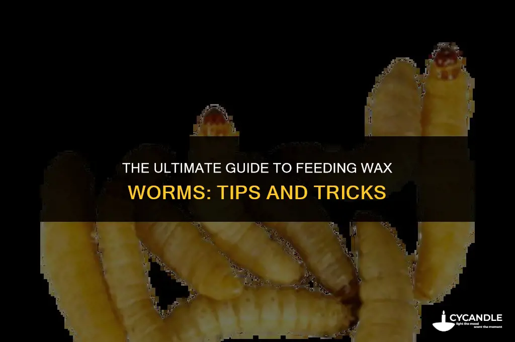 what to feed wax worms