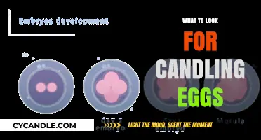 Candling Eggs: What to Look Out For