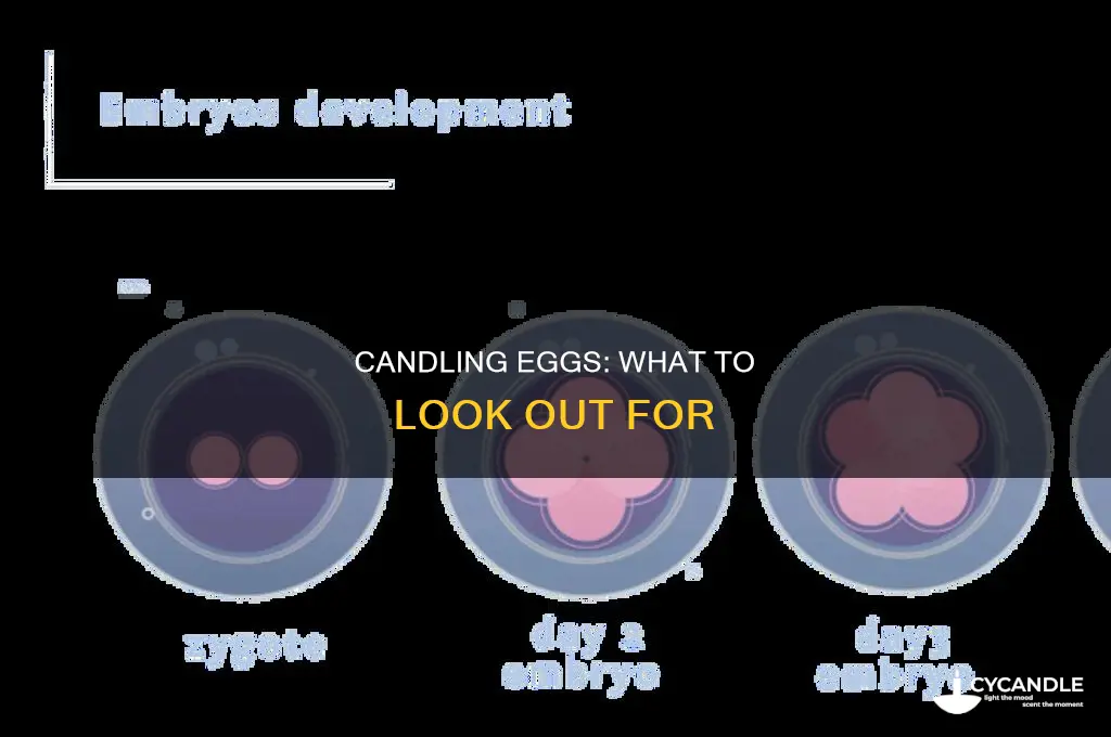 what to look for candling eggs