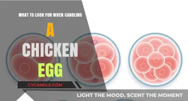 Candling Chicken Eggs: What to Look For
