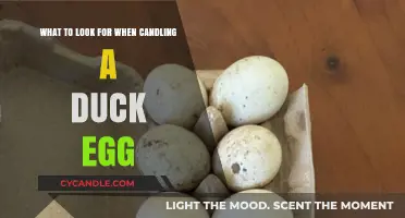 Candling Duck Eggs: What to Look For