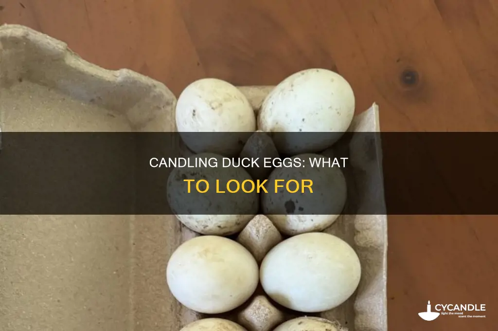 what to look for when candling a duck egg
