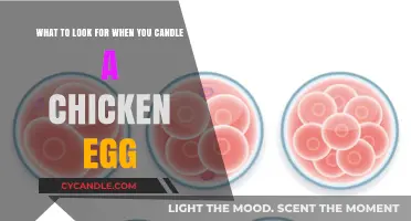 Candling Chicken Eggs: What to Look Out For