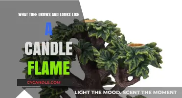 The Unique Candle-Flame Tree: A Natural Wonder