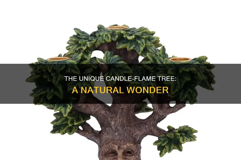 what tree grows and looks like a candle flame