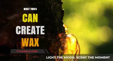 Discover Wax-Producing Trees: Nature's Hidden Gems and Their Uses