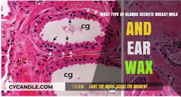 Exploring the Amazing Functions of Mammary and Ceruminous Glands