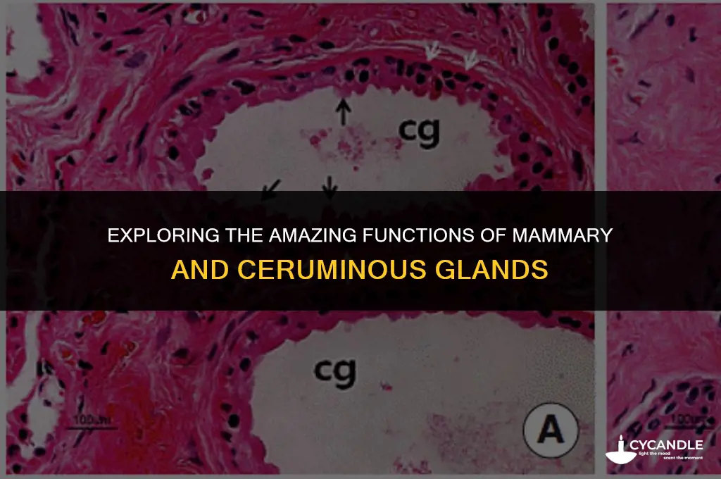 what type of glands secrete breast milk and ear wax