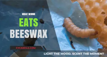 Unveiling the Wax Worm: Nature's Beeswax-Eating Specialist