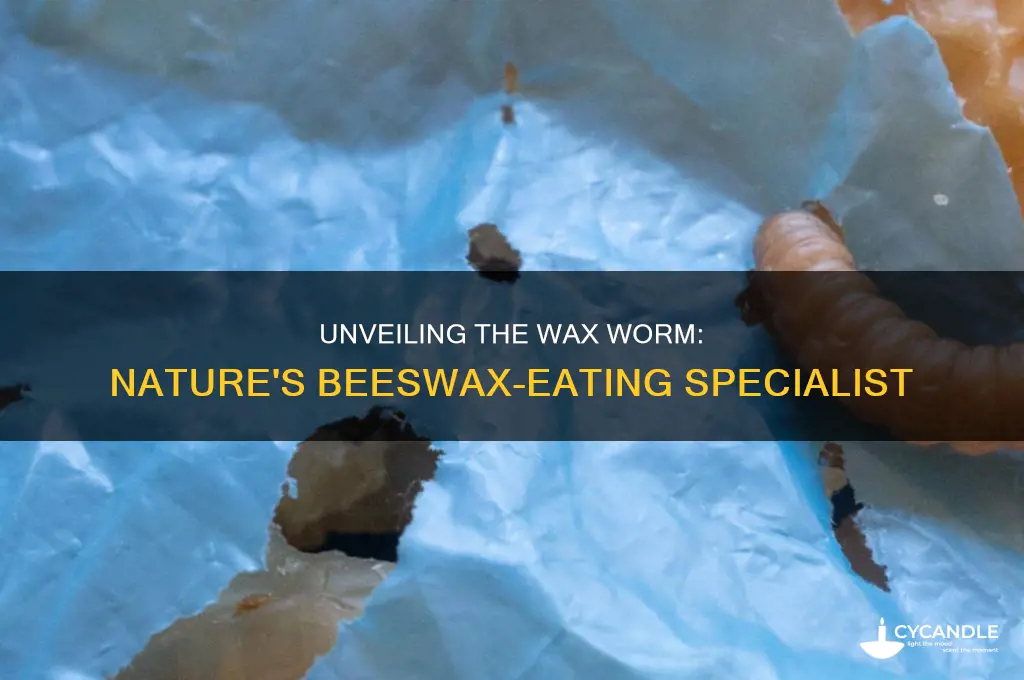 what worm eats beeswax