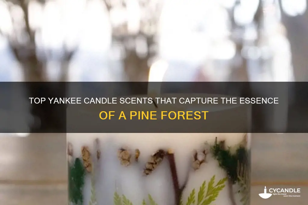 what yankee candle smells the most like pine forrest
