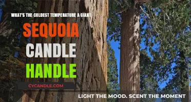 Giant Sequoias: Surviving Sub-Zero Temperatures