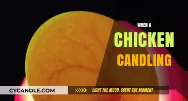The Art of Chicken Candling: A Beginner's Guide