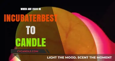 Best Time to Candle Eggs in an Incubator