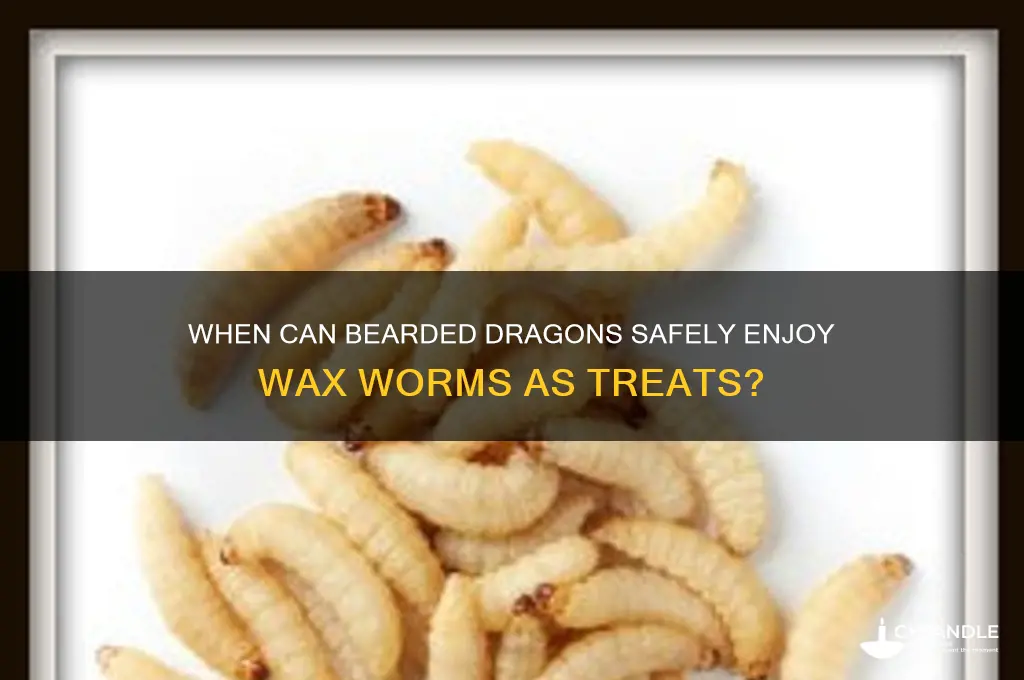 when can bearded dragons eat wax worms