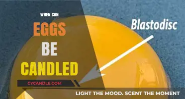 When Can Eggs Be Candled: A Beginner's Guide to Timing