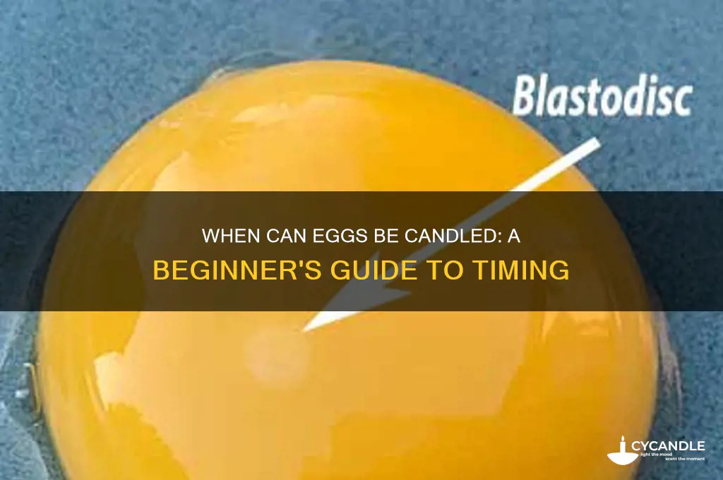 when can eggs be candled