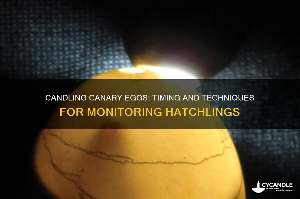 when can i candle canary eggs