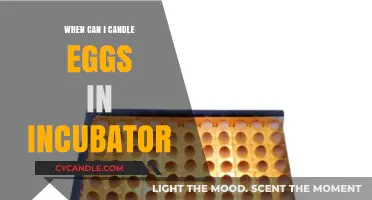 Candling Eggs in Incubator: Optimal Timing for Monitoring Embryo Development