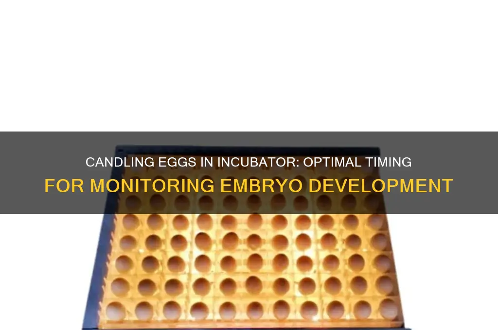 when can i candle eggs in incubator