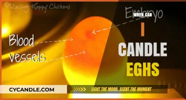 Candling Eggs: The Ideal Time to Check for Fertility and Development