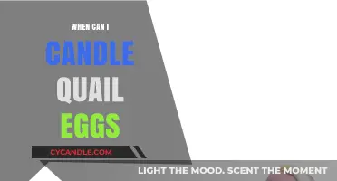 Candling Quail Eggs: Timing and Techniques for Hatching Success