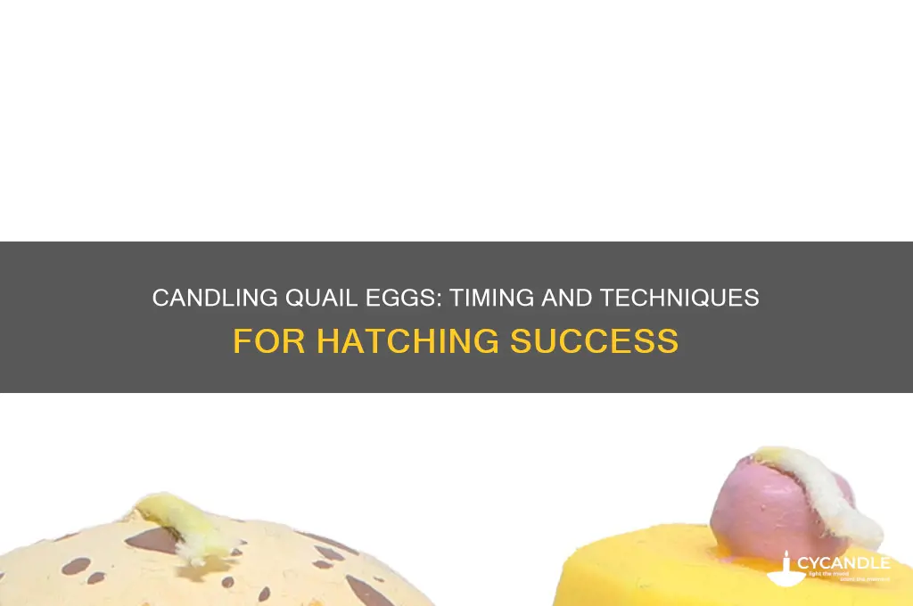 when can i candle quail eggs